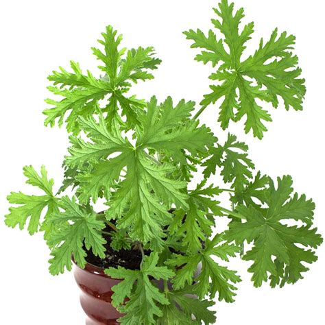 citronella plant in bisaya